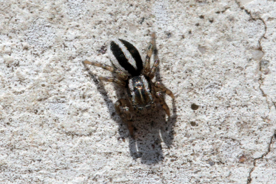 Salticidae: Phlegra sp.